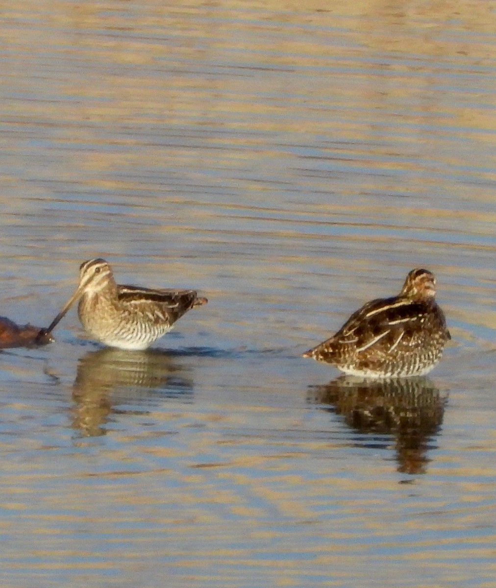 Wilson's Snipe - ML645632237