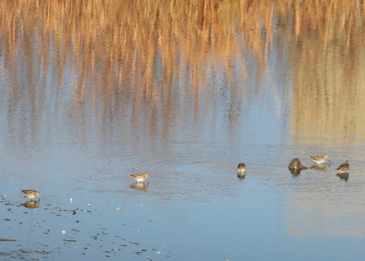Wilson's Snipe - ML645632238