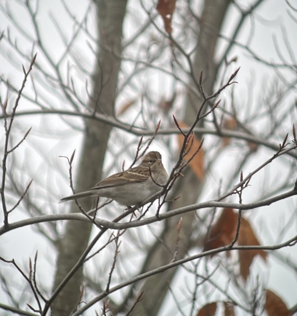 Chipping Sparrow - ML645632242