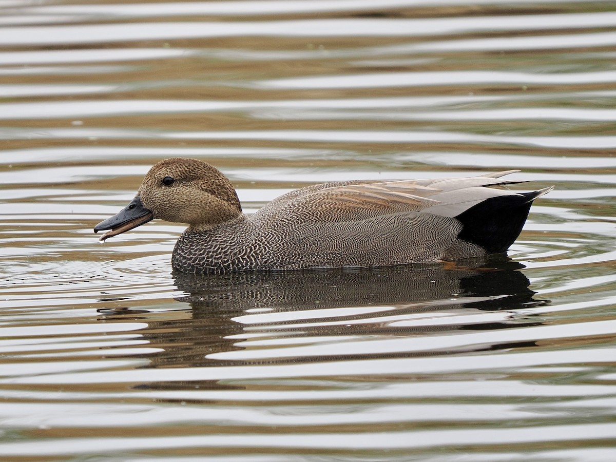 Нерозень - ML645632243