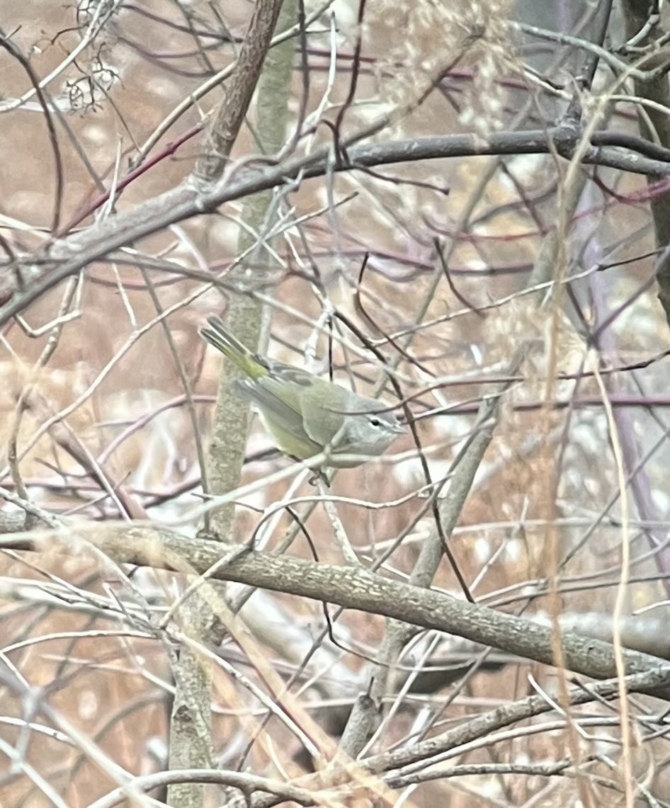 Orange-crowned Warbler - ML645632258