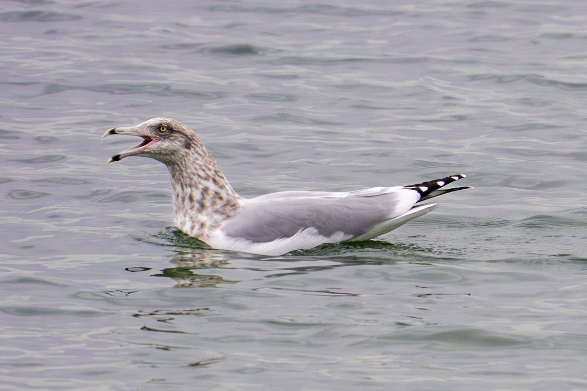 Kaio hauskara amerikarra - ML645632278