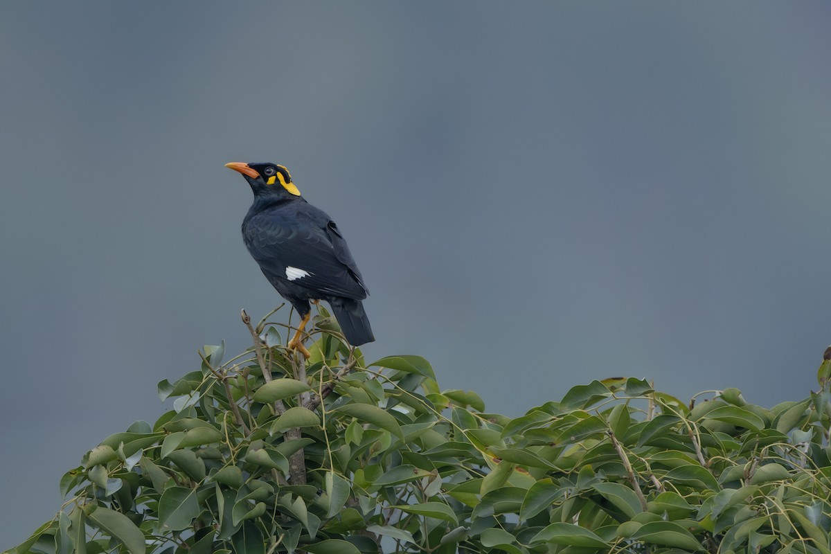 loskuták jižní - ML645632312