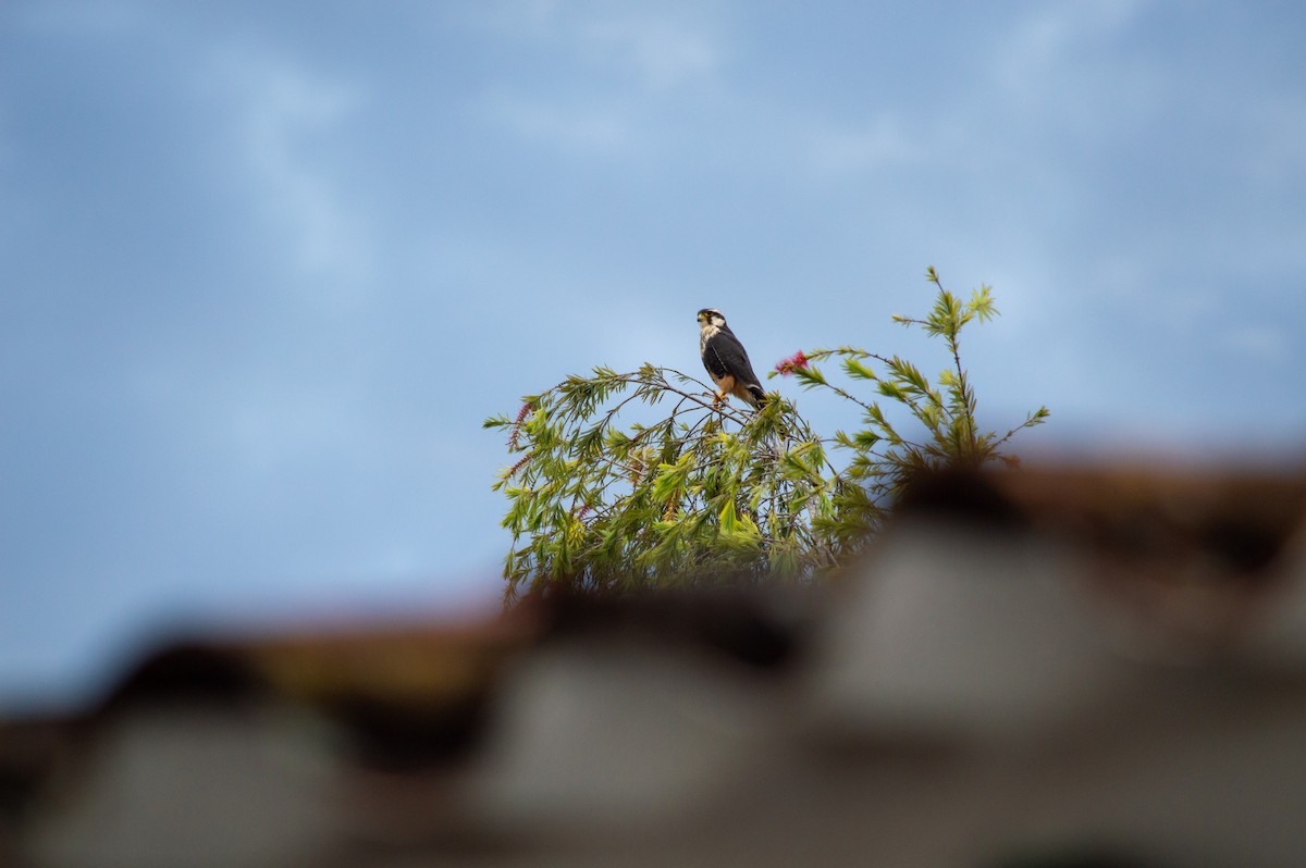 Aplomado Falcon - ML645632317