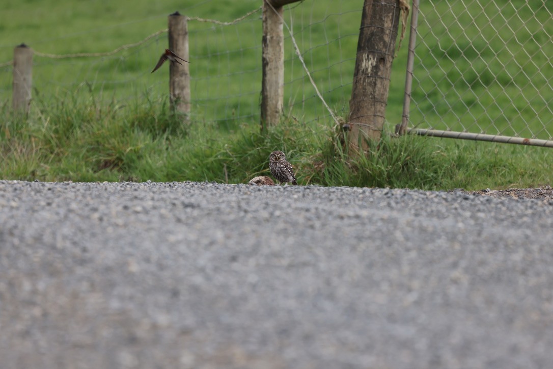 Little Owl - ML645632321