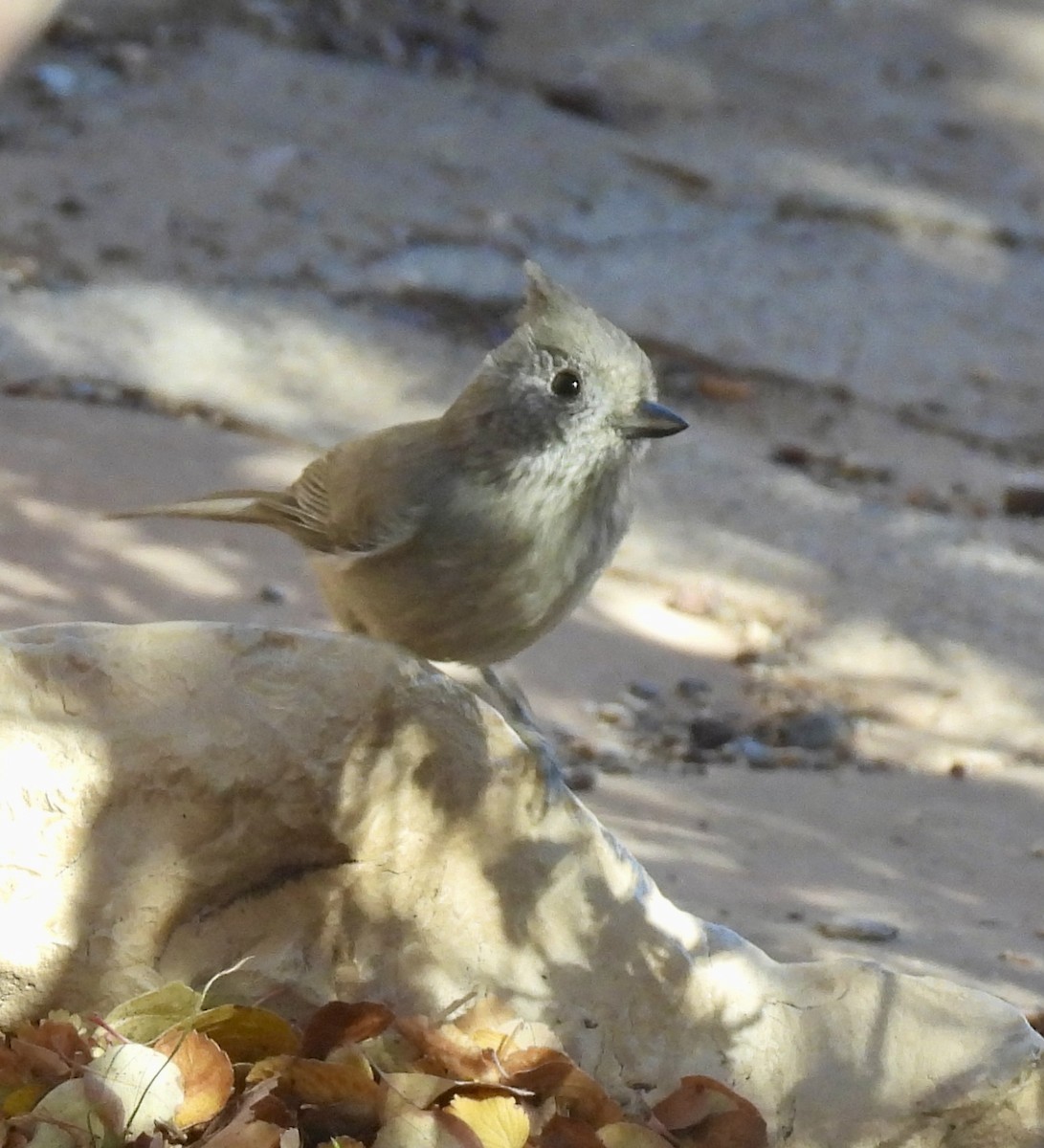 Juniper Titmouse - ML645632329