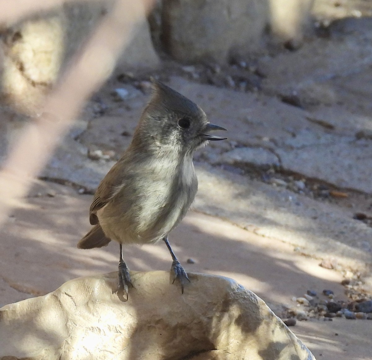 Juniper Titmouse - ML645632330