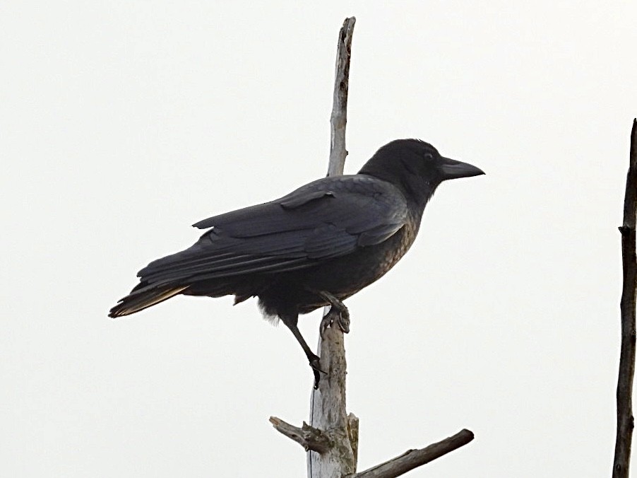 American Crow - ML645632334