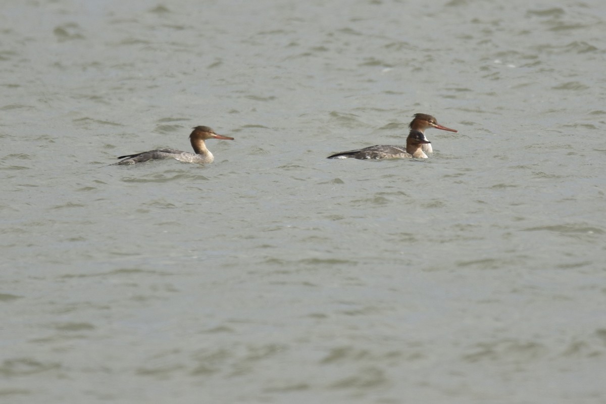 Red-breasted Merganser - ML645632335