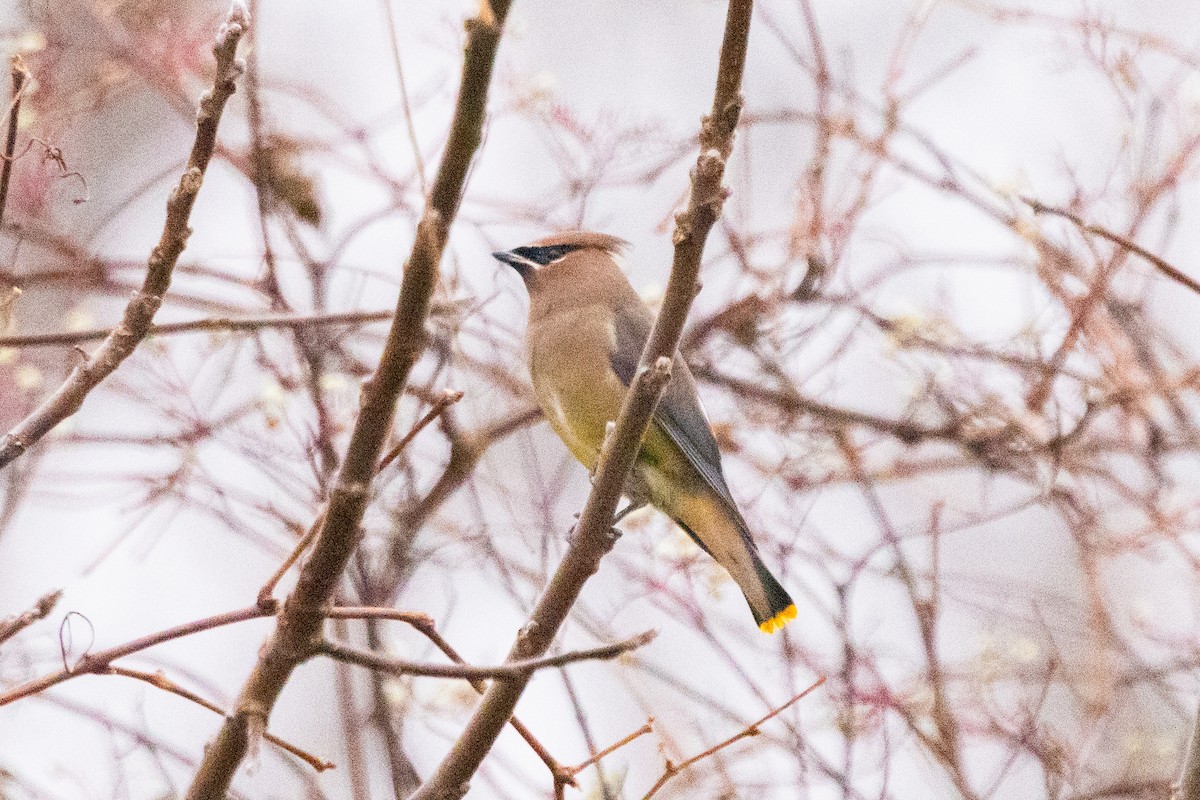 Bohemian x Cedar Waxwing (hybrid) - ML645632340