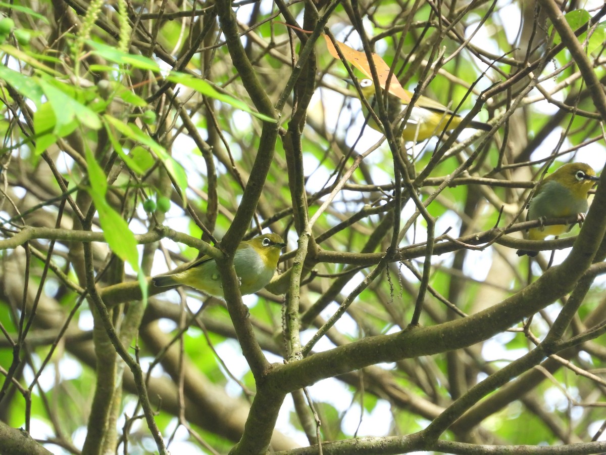 Окулярник малазійський - ML645632343