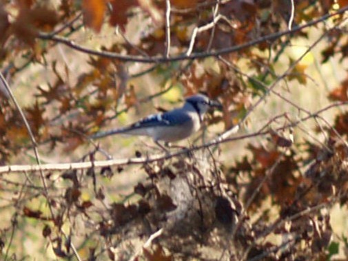 Blue Jay - ML645632355