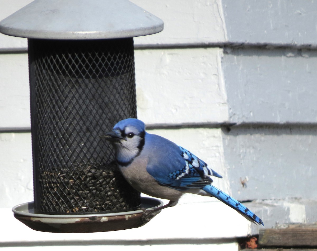 Blue Jay - ML645632363
