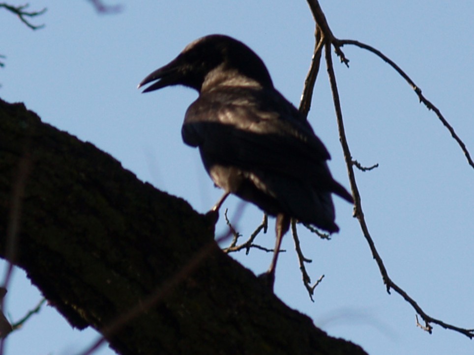American Crow - ML645632366