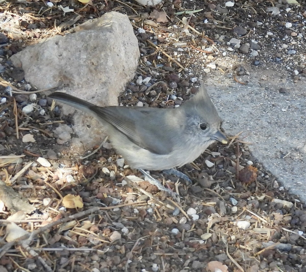 Juniper Titmouse - ML645632386