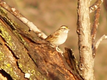 White-throated Sparrow - ML645632388