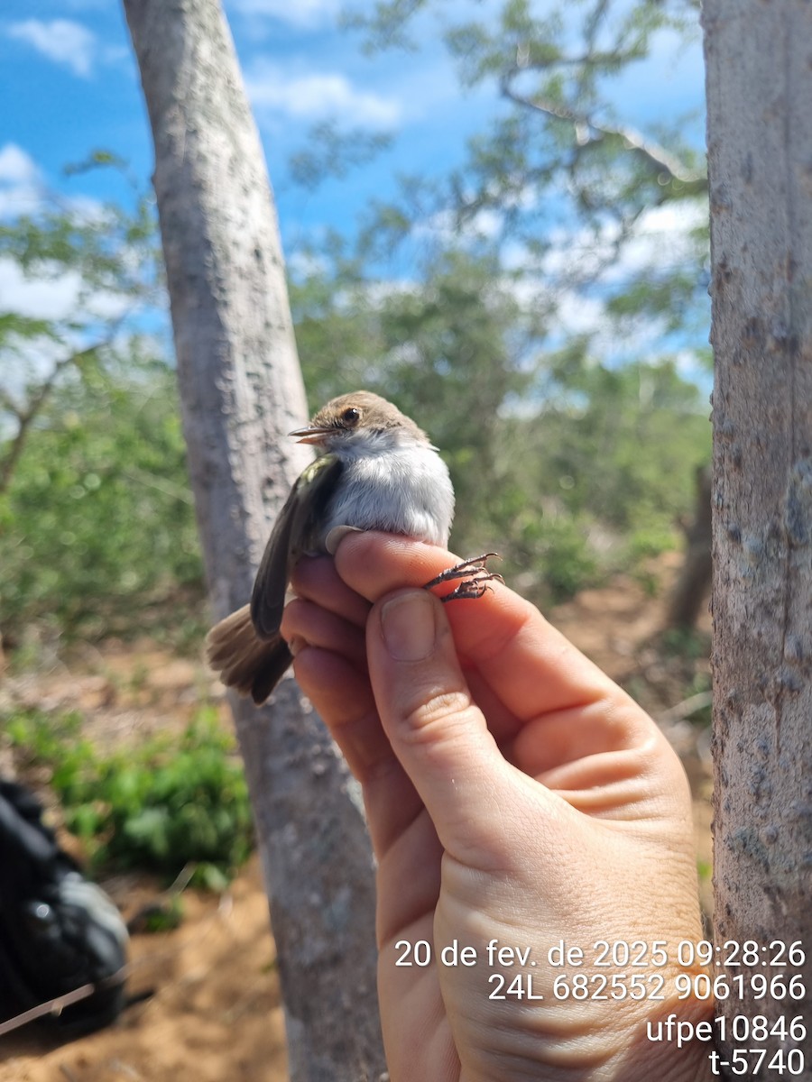 Fulvous-crowned Scrub-Tyrant - ML645632389