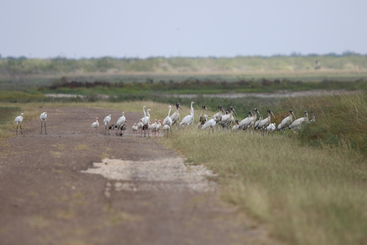 Wood Stork - ML645632395