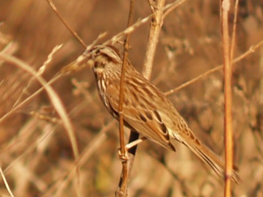 Song Sparrow - ML645632397