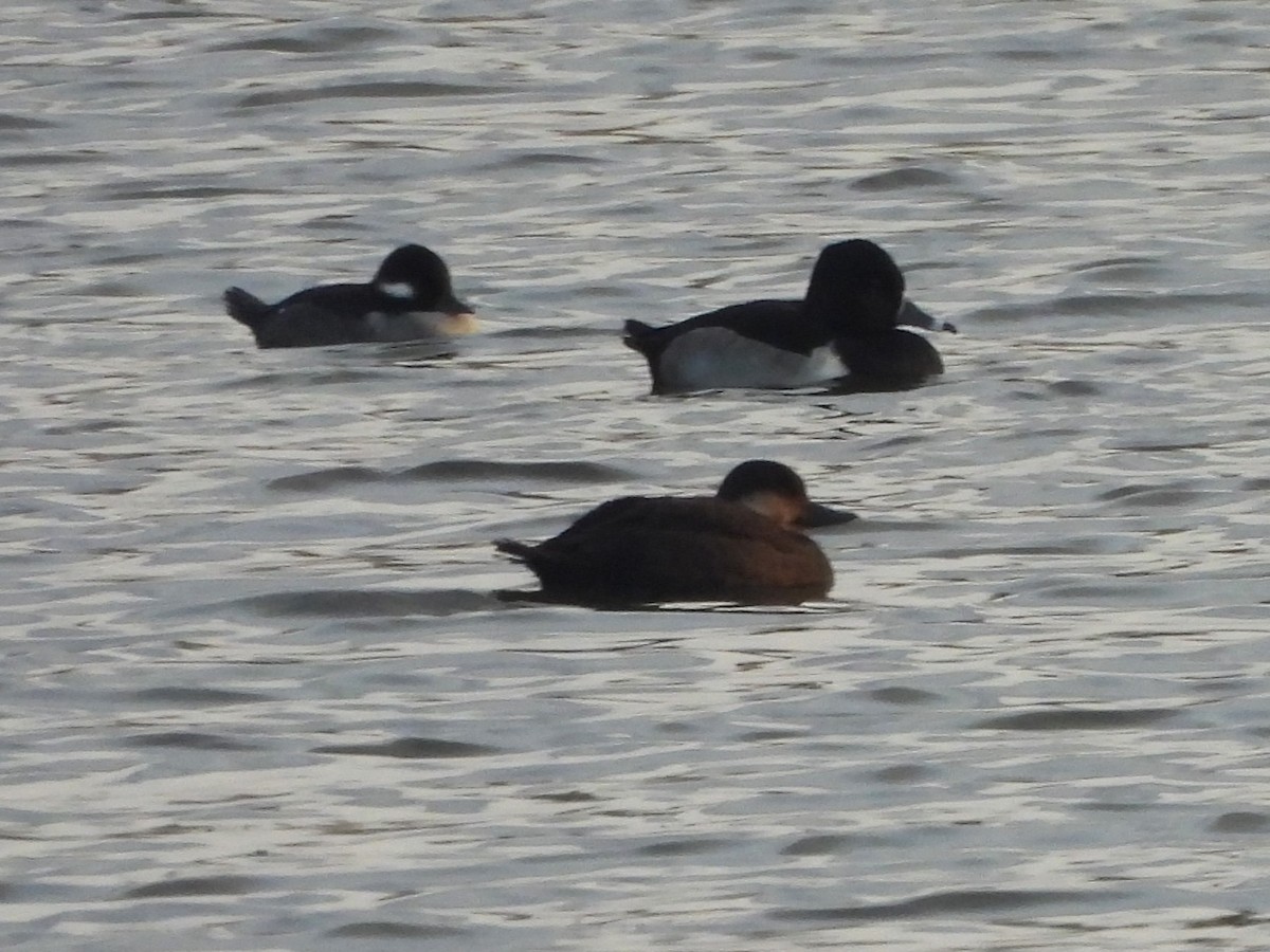 turpan žlutozobý - ML645632413