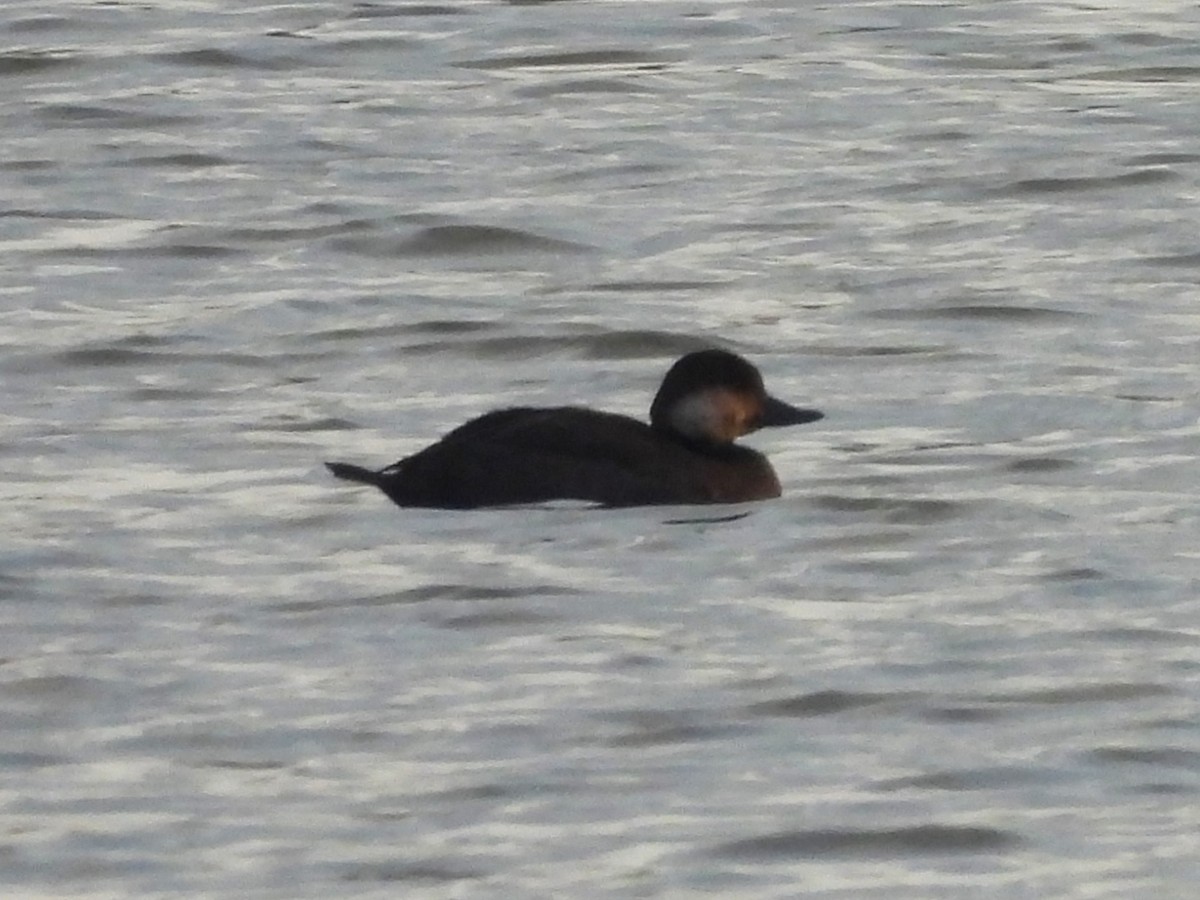 turpan žlutozobý - ML645632417