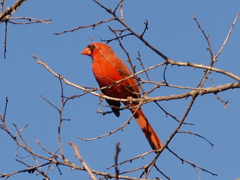 Northern Cardinal - ML645632421