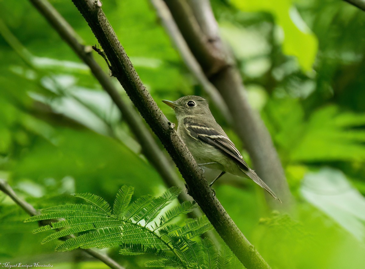 Least Flycatcher - ML645632422