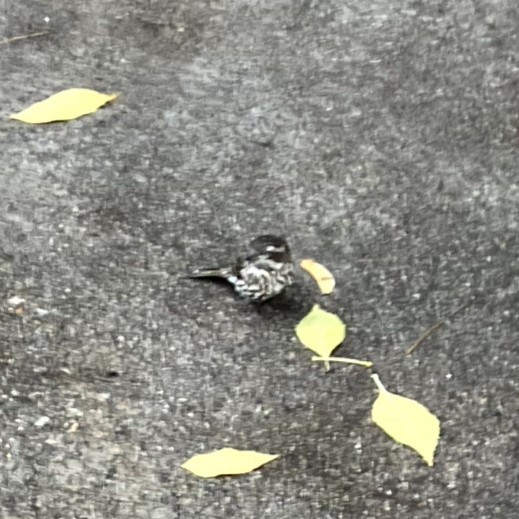 Purple Finch - ML645632434