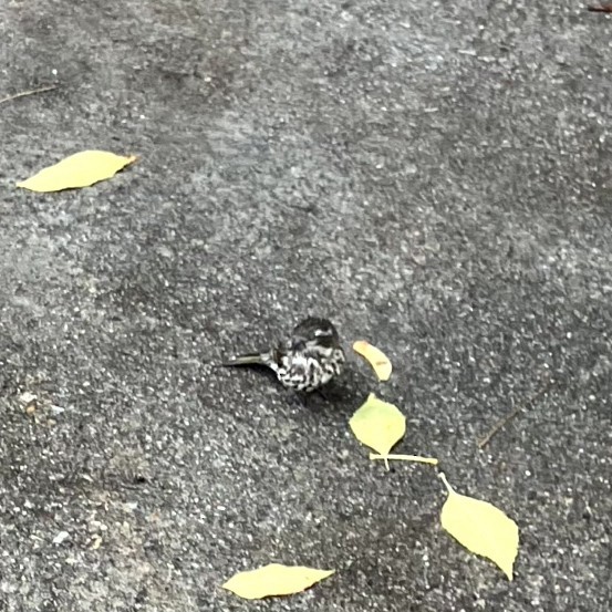 Purple Finch - ML645632435