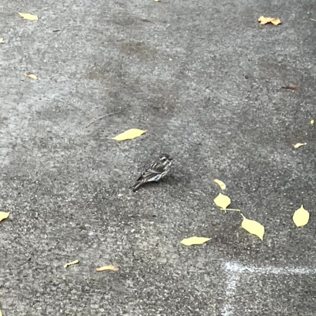 Purple Finch - ML645632436