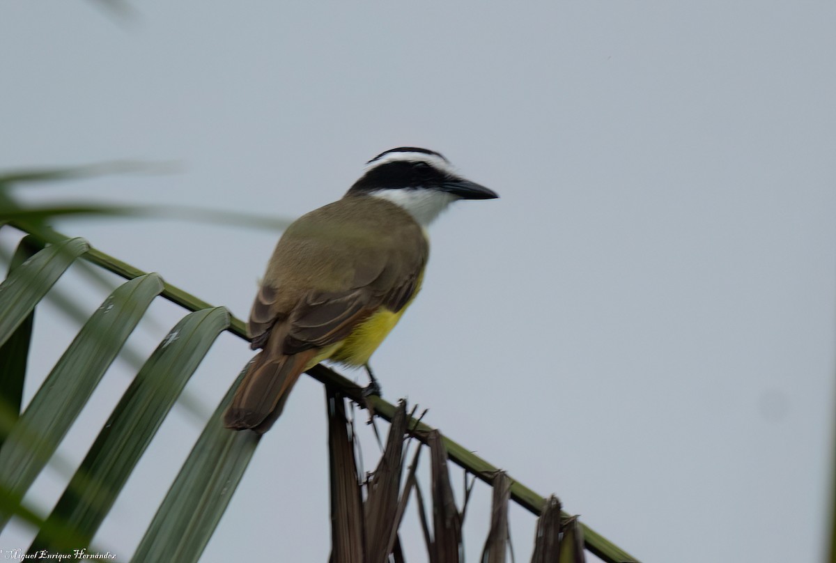 Great Kiskadee - ML645632451