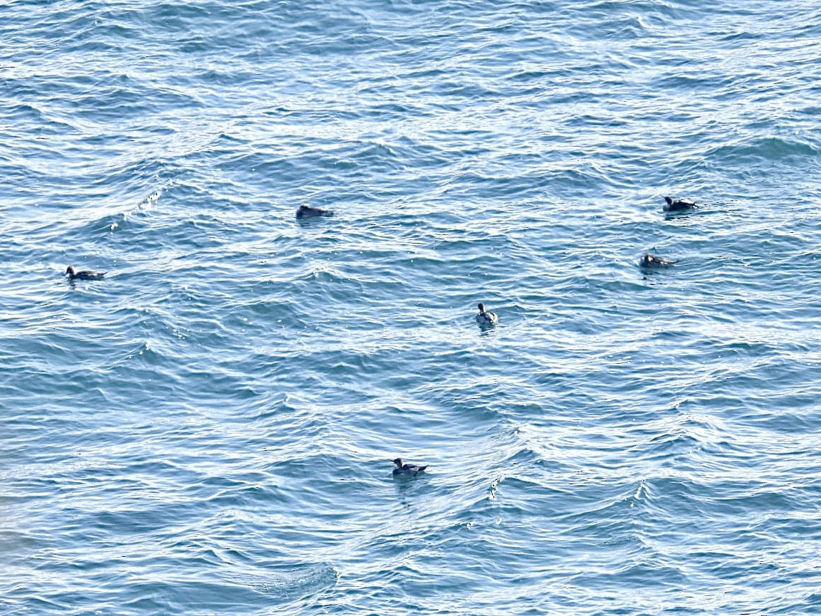 Red-breasted Merganser - ML645632452