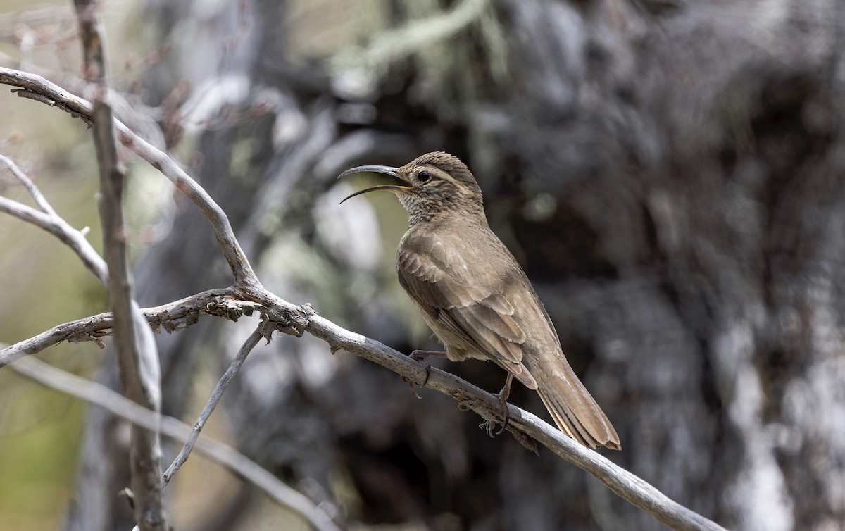 Patagonian Forest Earthcreeper - ML645632455
