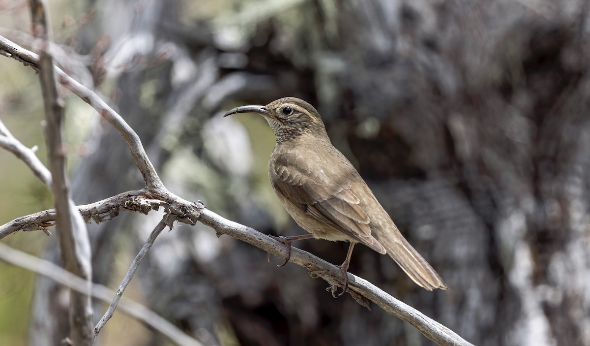 Patagonian Forest Earthcreeper - ML645632456