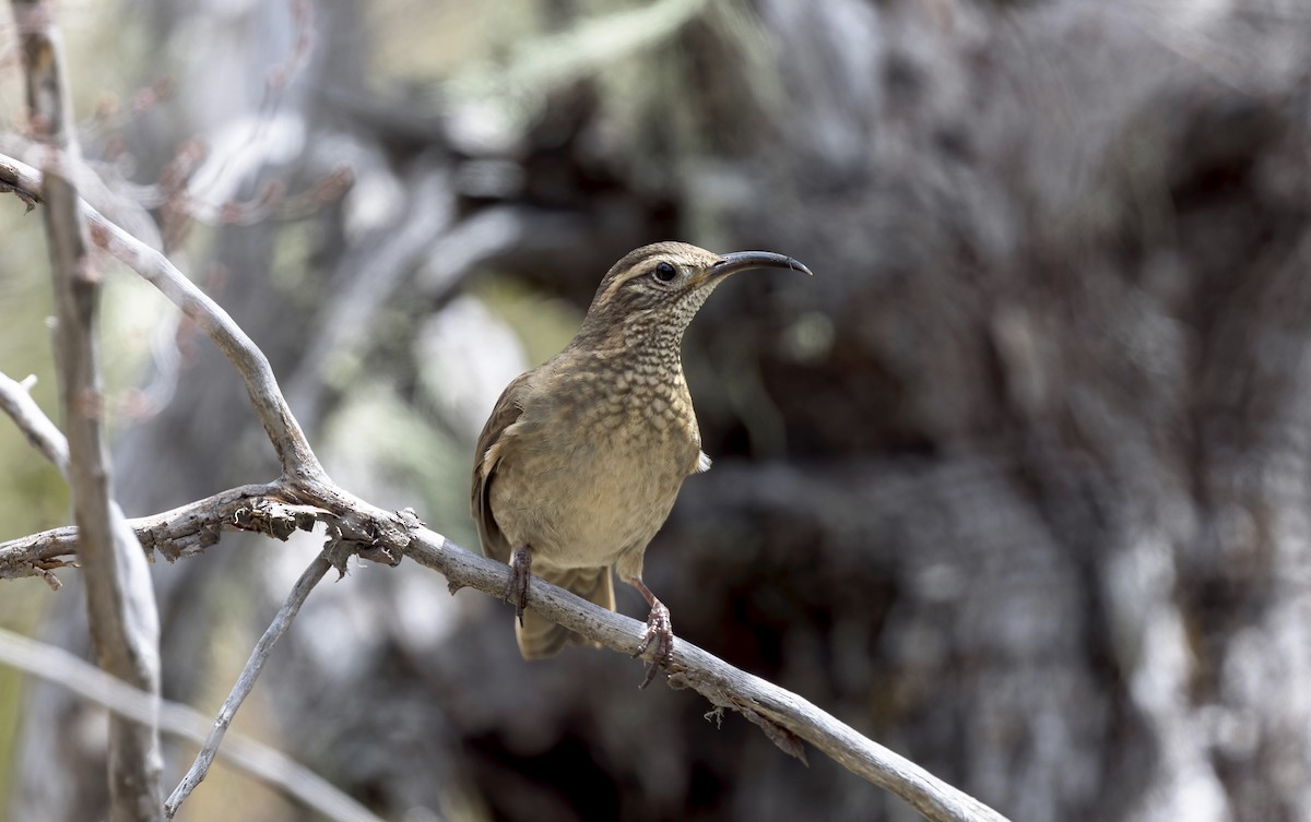 Patagonian Forest Earthcreeper - ML645632457