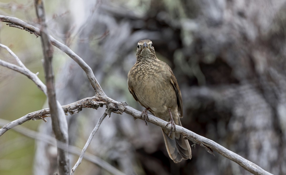 Patagonian Forest Earthcreeper - ML645632458
