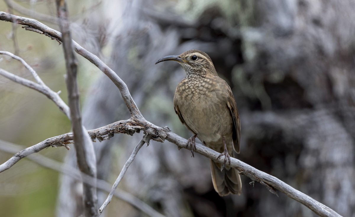 Patagonian Forest Earthcreeper - ML645632459
