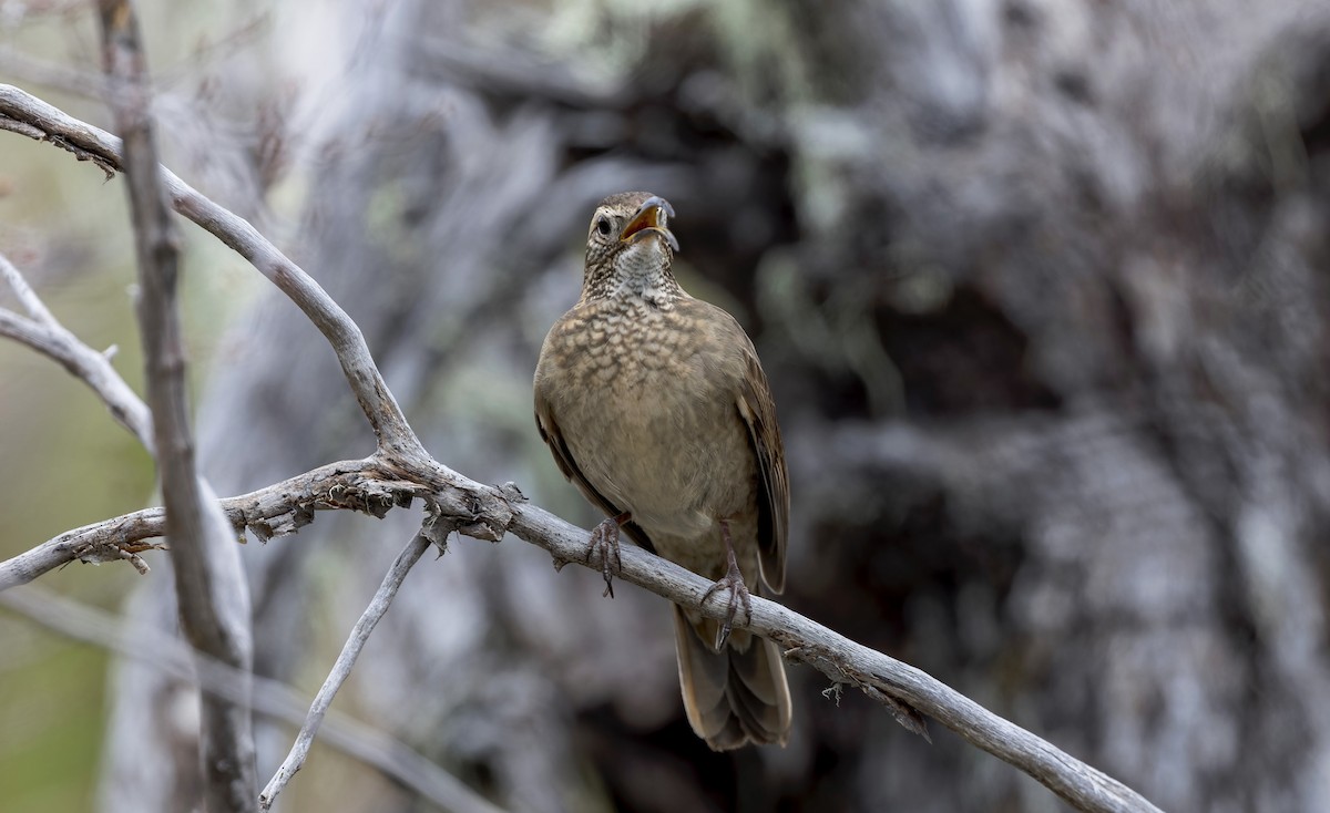 Patagonian Forest Earthcreeper - ML645632460
