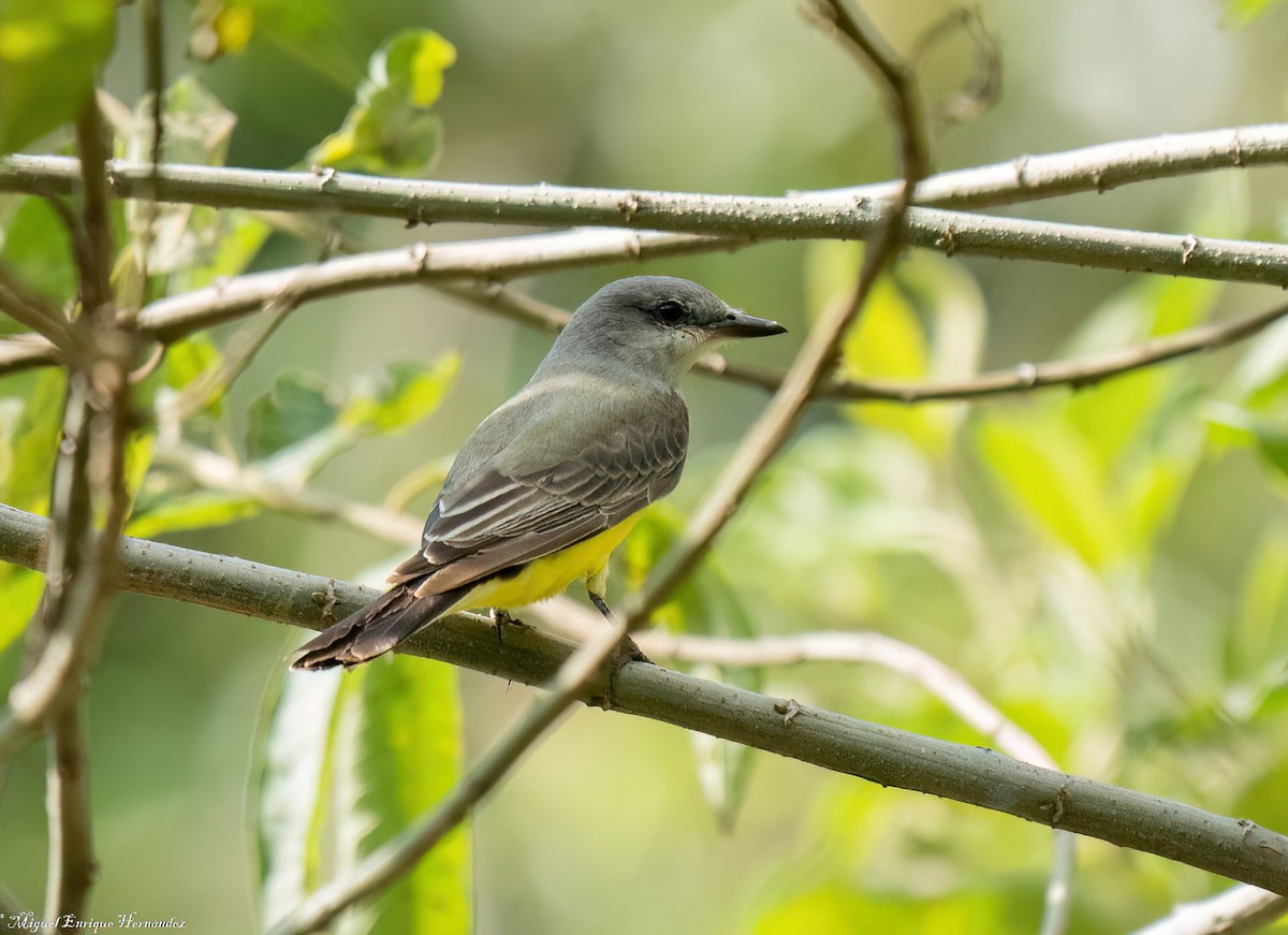 Tropical Kingbird - ML645632471