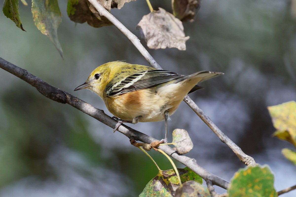 Bay-breasted Warbler - ML645632474