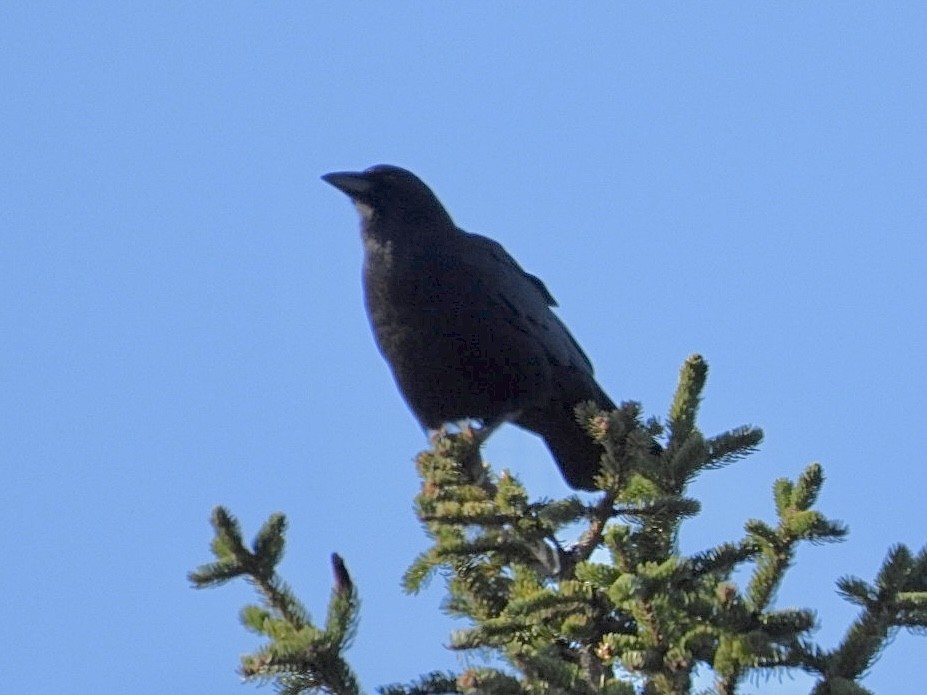 American Crow - ML645632476