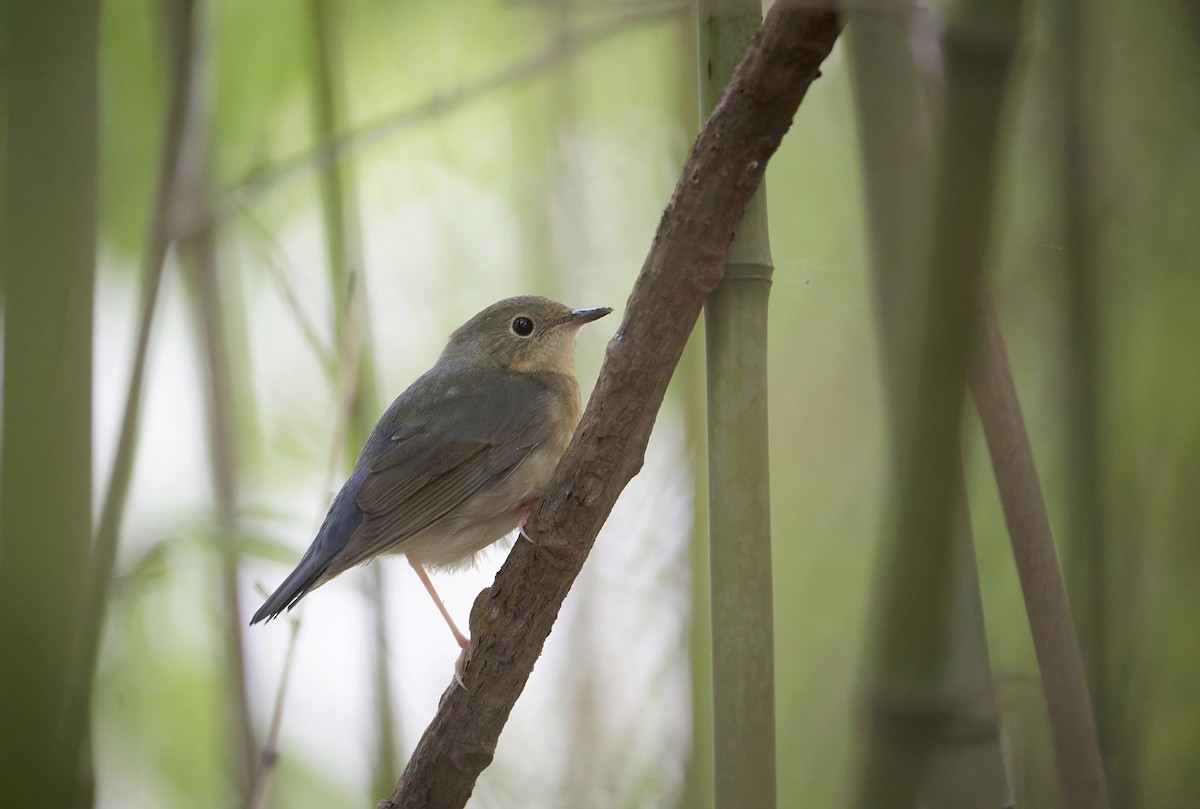Siberian Blue Robin - ML645632477