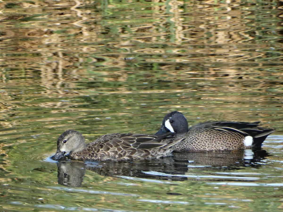 Cerceta Aliazul - ML645632479