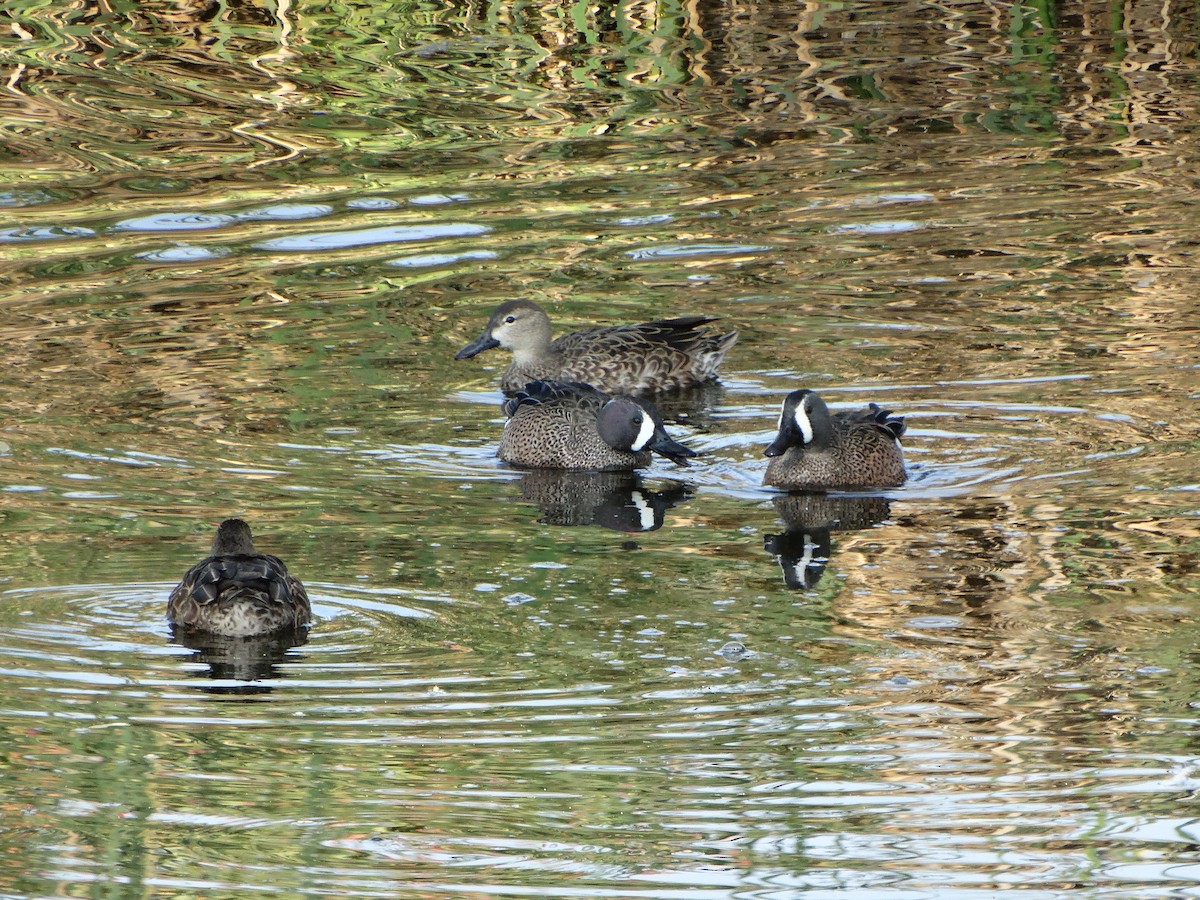 Cerceta Aliazul - ML645632480