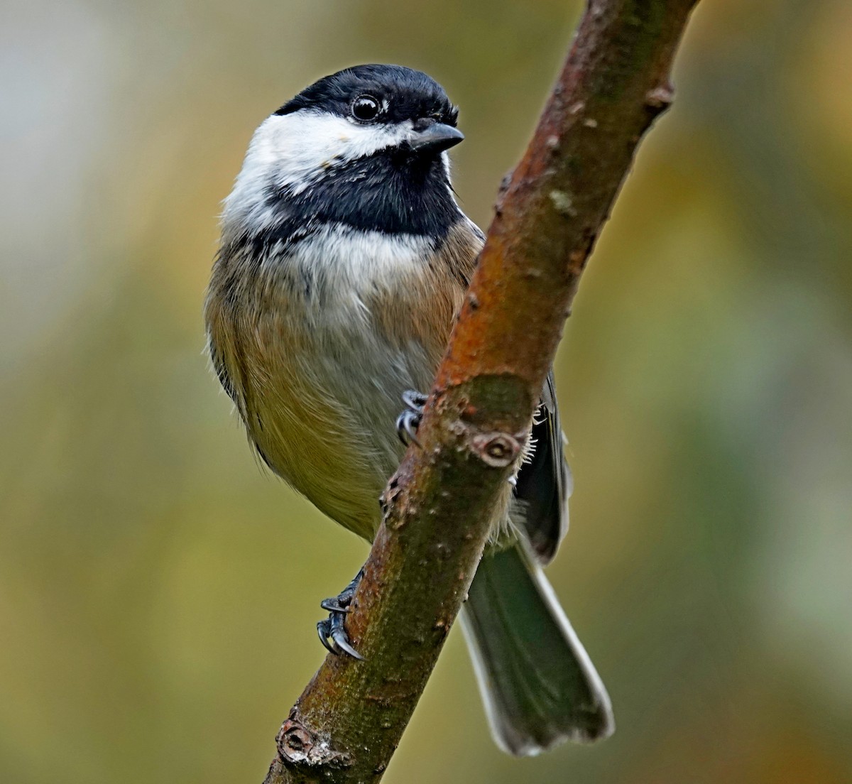 Mésange à tête noire - ML645632481