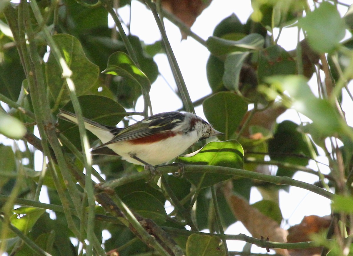 Chestnut-sided Warbler - ML645632494