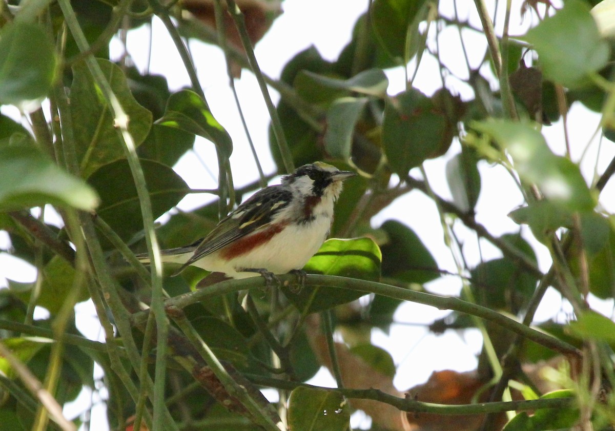 Chestnut-sided Warbler - ML645632495