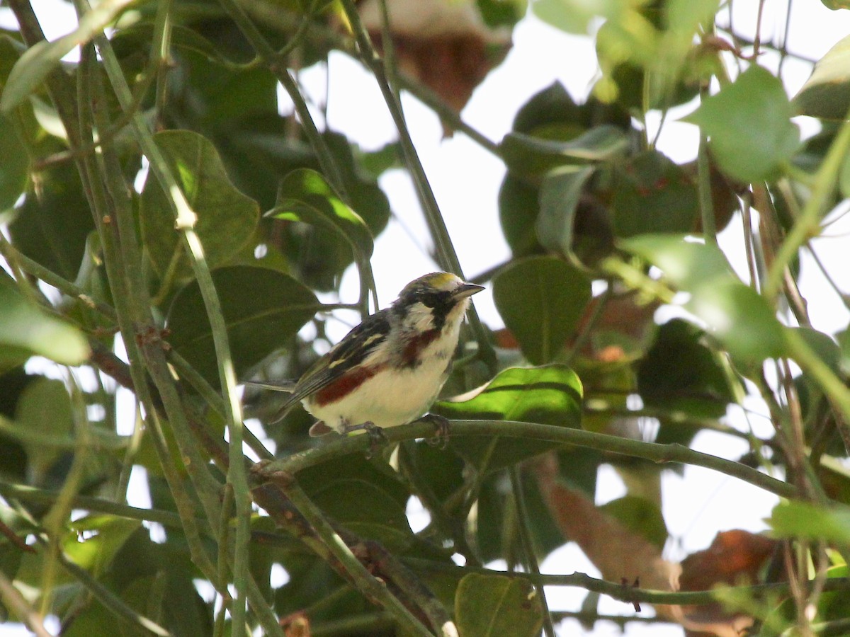 Chestnut-sided Warbler - ML645632496