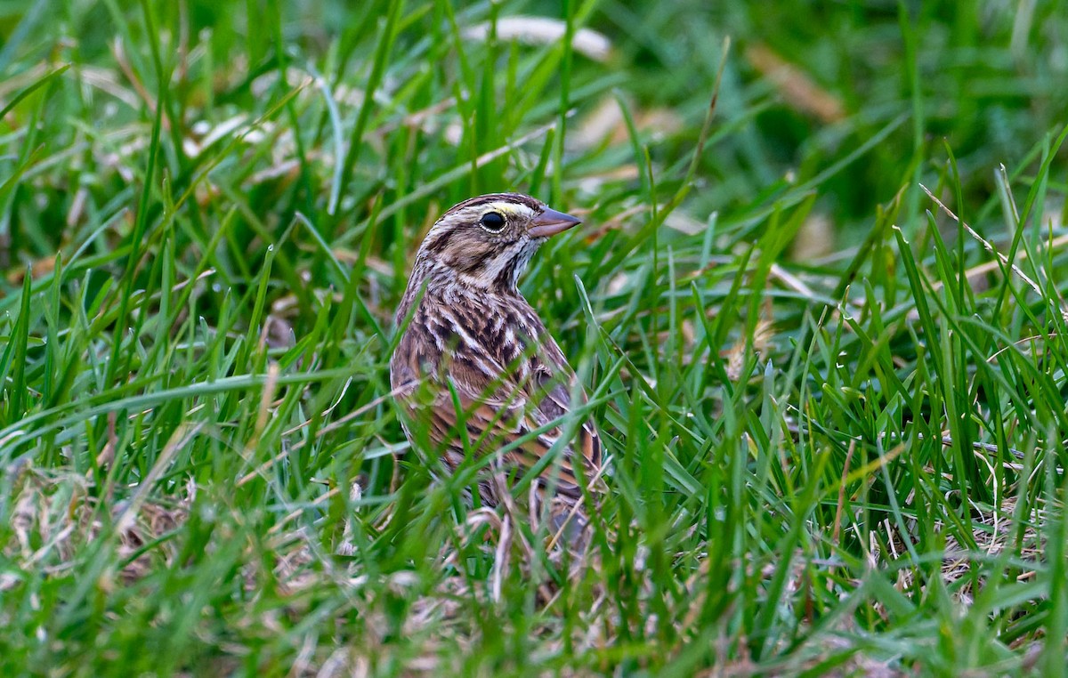 Savannah Sparrow - ML645632497
