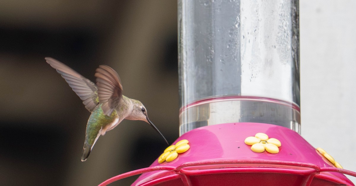 Black-chinned Hummingbird - ML645632501